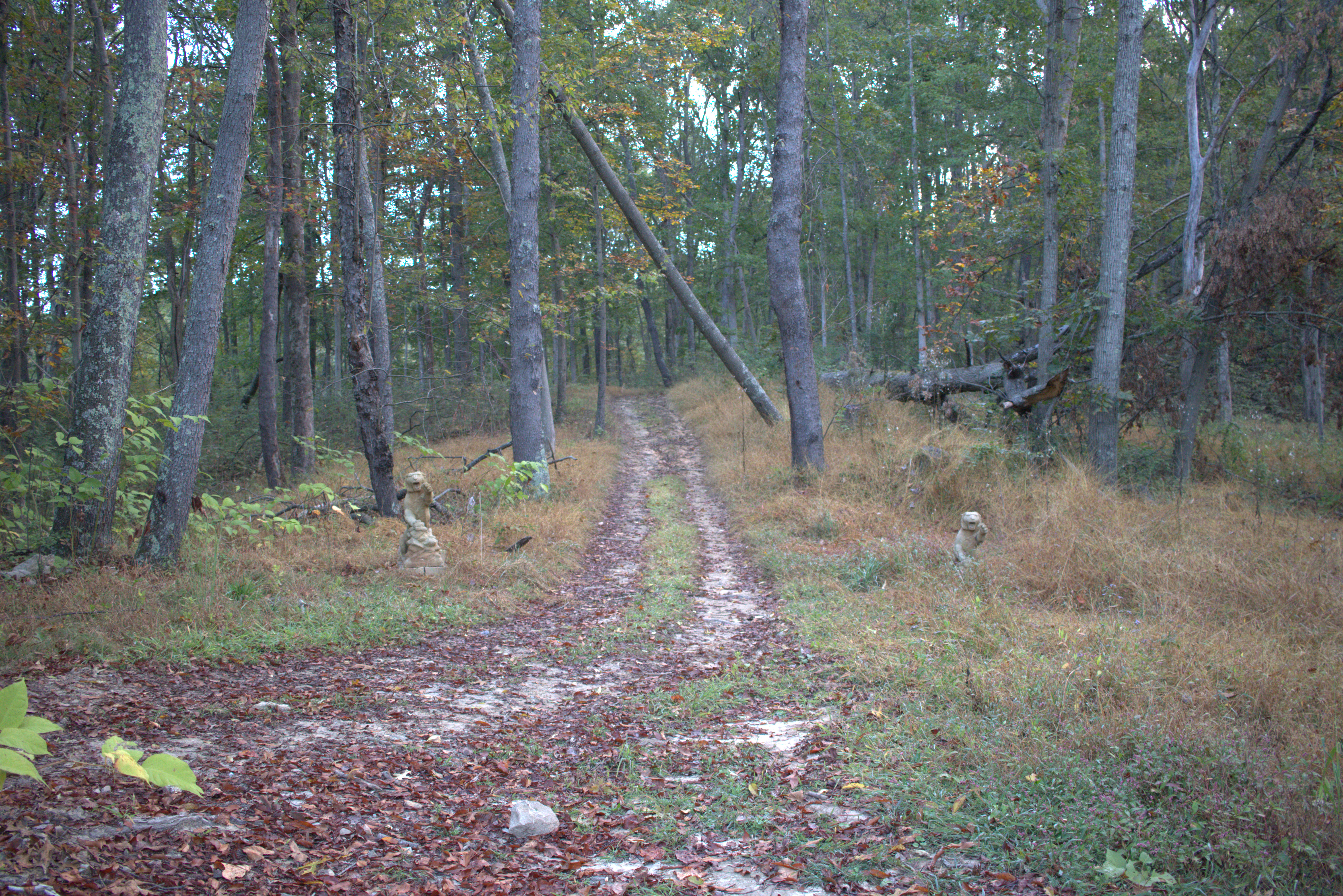 Top-down trail map (replace with the traced map)
